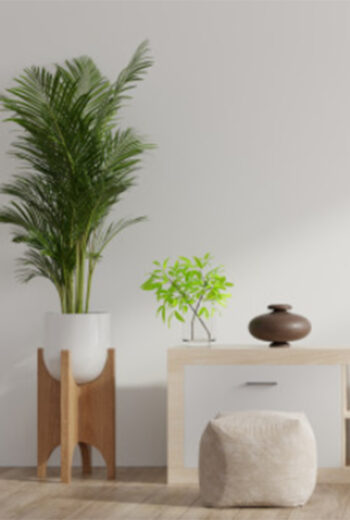 Home Plants The Indoor Ferns and Petals Feature