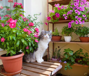 Cozy Balcony