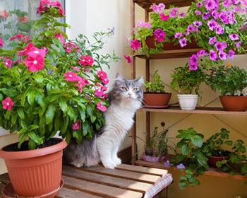 Cozy Balcony